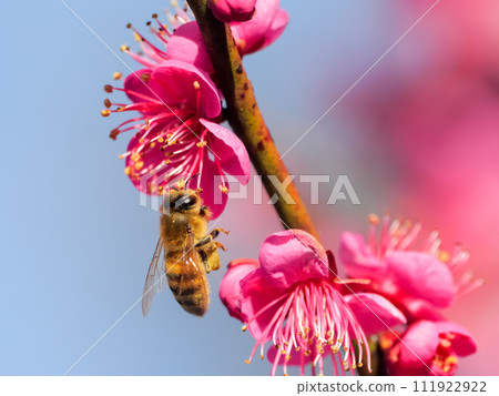 A bee sucking nectar from a plum 111922922