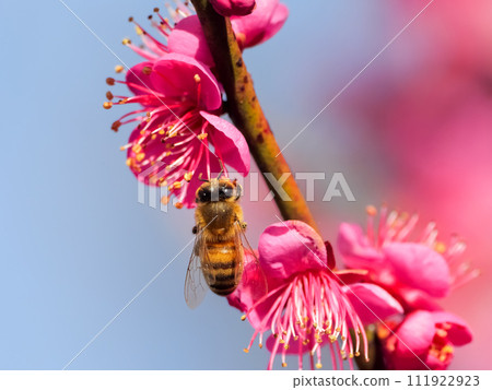 A bee sucking nectar from a plum 111922923