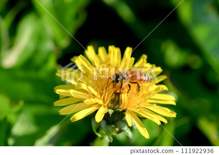 Bee on a dandelion Bee on a dandelion 111922936