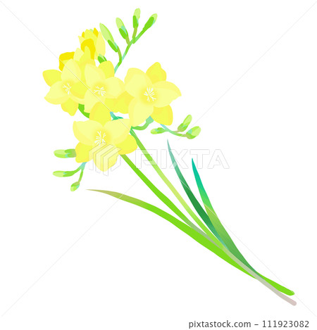 Simple yellow freesia illustration 111923082