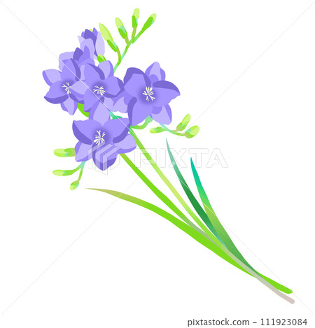 簡單的紫色小蒼蘭圖 111923084