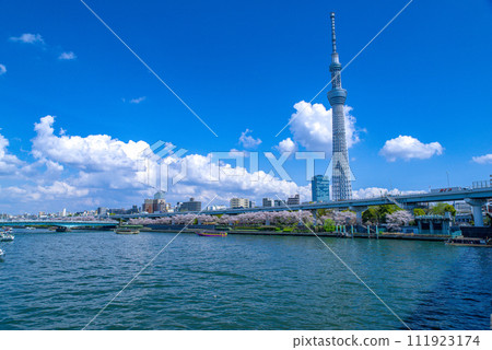 櫻花盛開、天空晴朗的晴空塔 櫻花盛開、天空晴朗的晴空塔 111923174