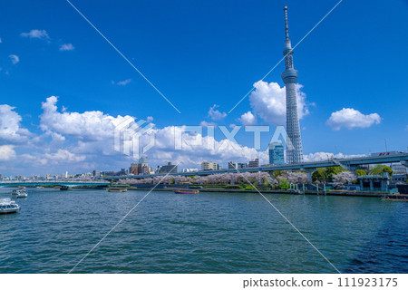 櫻花盛開、天空晴朗的晴空塔 櫻花盛開、天空晴朗的晴空塔 111923175