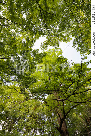 高麗神社境內的藍色楓葉 高麗神社境內的藍色楓葉 111923457