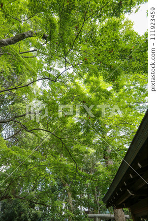 高麗神社的藍色楓葉 高麗神社的藍色楓葉 111923459