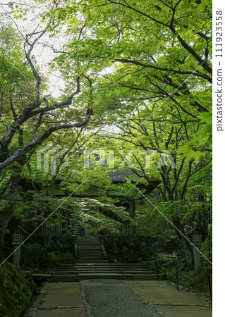 常寂光寺的藍色楓葉 常寂光寺的藍色楓葉 111923558