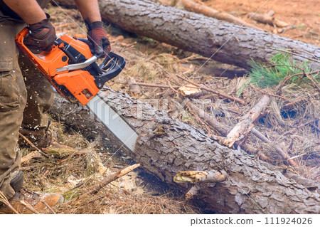 An experienced lumberjack uses chainsaw to cut down trees during an autumnal forest cleaning 111924026