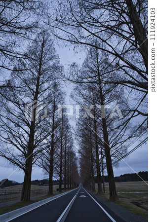 Metasequoia trees in the early morning vertical composition 3 Metasequoia trees in the early morning vertical composition 3 111924103