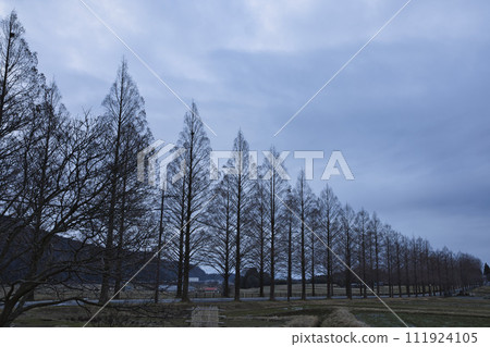 Early morning Metasequoia trees horizontal composition 1 Early morning Metasequoia trees horizontal composition 1 111924105