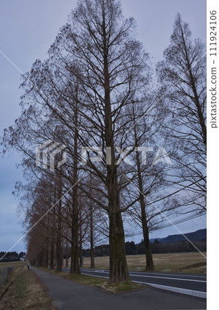 Metasequoia trees in the early morning vertical composition 4 Metasequoia trees in the early morning vertical composition 4 111924106