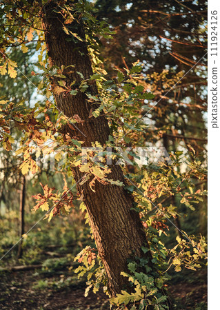 Oak Tree colorful leaves in autumn sun Oak Tree colorful leaves in autumn sun 111924126