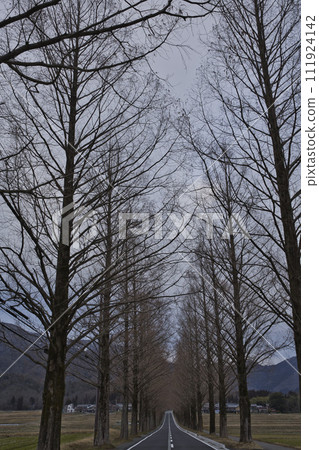 Metasequoia trees in the early morning vertical composition 15 111924142