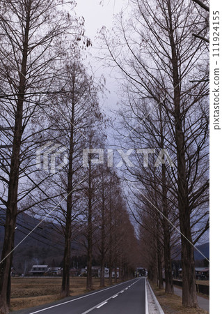 Metasequoia trees in the early morning vertical composition 22 111924155