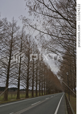 Metasequoia trees in the early morning vertical composition 29 111924222