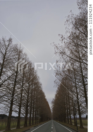 Metasequoia trees in the early morning vertical composition 33 Metasequoia trees in the early morning vertical composition 33 111924234