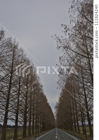 Metasequoia trees in the early morning vertical composition 36 111924240