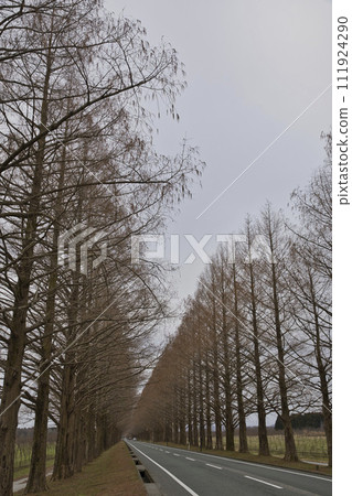 清晨的水杉樹垂直構圖 44 清晨的水杉樹垂直構圖 44 111924290