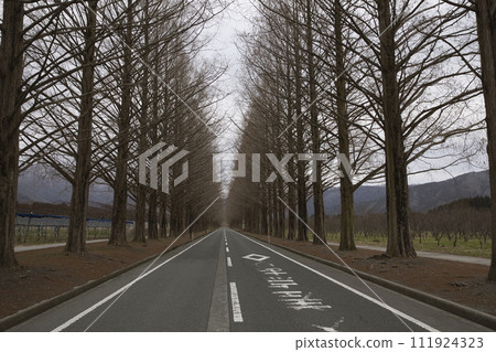 Early morning Metasequoia trees horizontal composition 24 111924323
