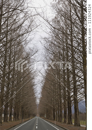 Metasequoia trees in the early morning vertical composition 56 111924324