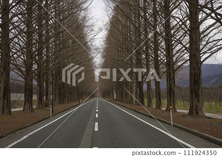 Early morning row of metasequoia trees horizontal composition 37 111924350