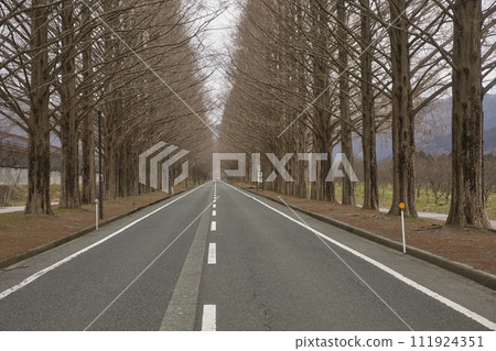 Metasequoia trees in the early morning horizontal composition 38 111924351