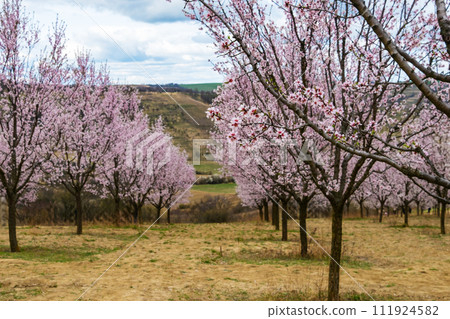 Almond orchard in bloom, Hustopece village, Czech Almond orchard in bloom, Hustopece village, Czech 111924582