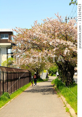 A woman walking with her dog along the cherry blossom tree-lined avenue 111924623