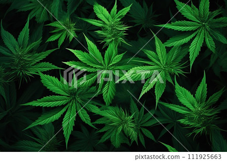 Marijuana leaves on a black background, marijuana background. 111925663