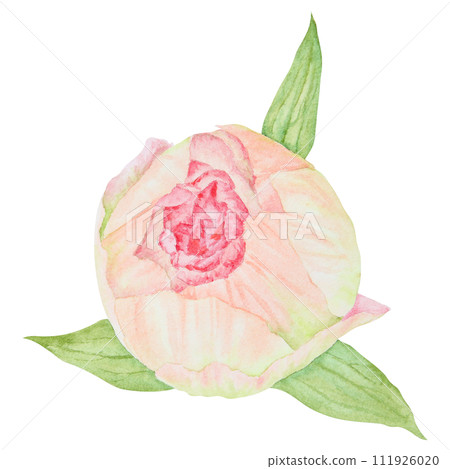 Peach peony bud watercolor hand drawn painting. Realistic flower clipart, floral arrangement. Chinese national symbol illustration. Perfect for card design, wedding invitation, prints, textile Peach peony bud watercolor hand drawn painting. Realistic flower clipart, floral arrangement. Chinese national symbol illustration. Perfect for card design, wedding invitation, prints, textile 111926020