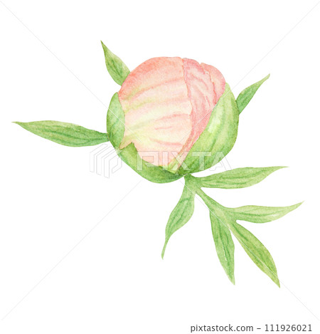 Peach peony bud watercolor hand drawn painting. Realistic flower clipart, floral arrangement. Chinese national symbol illustration. Perfect for card design, wedding invitation, prints, textile Peach peony bud watercolor hand drawn painting. Realistic flower clipart, floral arrangement. Chinese national symbol illustration. Perfect for card design, wedding invitation, prints, textile 111926021