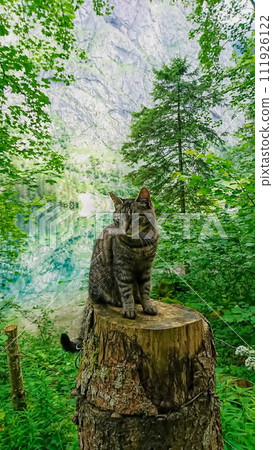 Konigssee, Germany - 06.16.2018: A cat standing on a tree stump on a trail next to Obseree on a sunny day 111926122