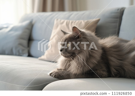 A beautiful grey fluffy Nebelung cat sitting on the sofa in a modern, minimalistic living room A beautiful grey fluffy Nebelung cat sitting on the sofa in a modern, minimalistic living room 111926850