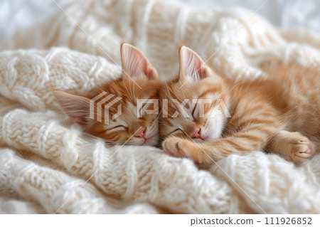 Two charming ginger kittens sleep together on a beige knitted blanket in a bed 111926852