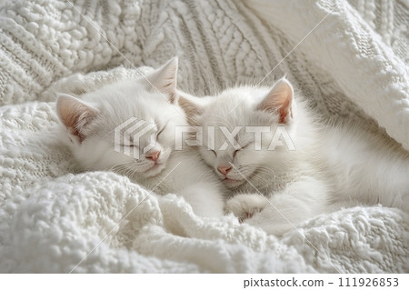 Two charming white kittens sleep together on a beige knitted blanket in a bed 111926853