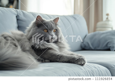 A beautiful grey fluffy cat sitting on the sofa in a modern, minimalistic living room 111926854