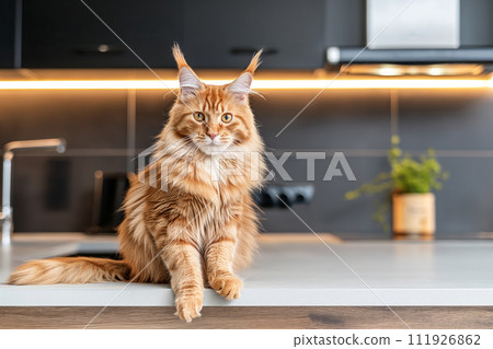 Gorgeous ginger Maine Coon cat sitting on the wooden table on the modern kitchen 111926862