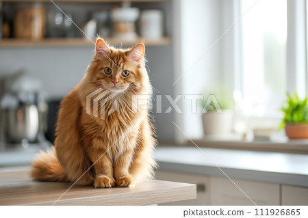 Cute fluffy ginger cat sitting on the wooden table on the modern kitchen 111926865