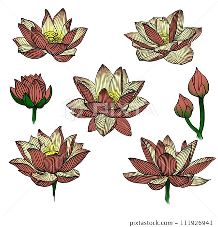 hand drawn lotus flower isolated on white hand drawn lotus flower isolated on white 111926941