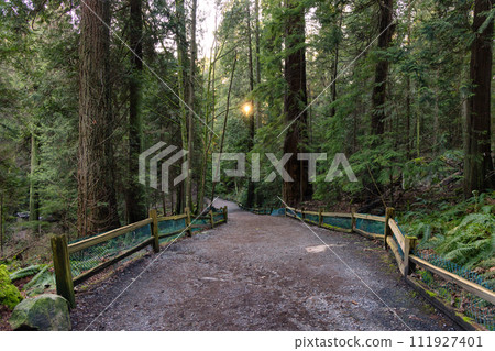 Path in a forest with green trees. Sunny Sunset. Lighthouse park 111927401