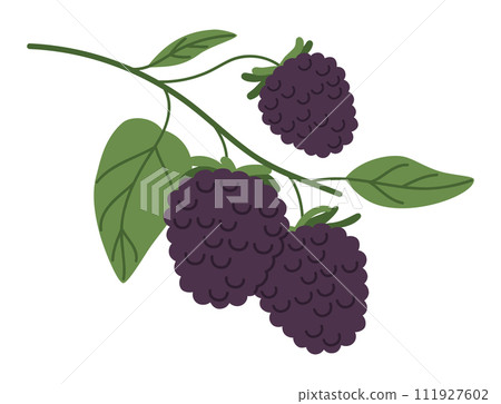 Juicy blackberry. Branch with fresh blackberries, ripe blackberries and green leaves flat vector illustration. Fresh berries for healthy nutrition Juicy blackberry. Branch with fresh blackberries, ripe blackberries and green leaves flat vector illustration. Fresh berries for healthy nutrition 111927602
