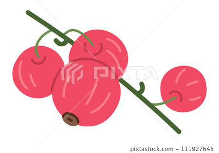 Ripe red currants. Red currant branch with fresh red berries, wild berries for healthy nutrition flat vector illustration. Juicy red currants twig Ripe red currants. Red currant branch with fresh red berries, wild berries for healthy nutrition flat vector illustration. Juicy red currants twig 111927645