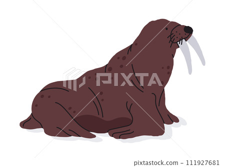 Wild walrus. Marine mammal pinniped animal, cute walrus with tusks flat vector illustration. Hand drawn walrus on white 111927681