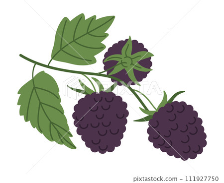 Ripe blackberry. Juicy blackberry and green leaves, branch with fresh blackberries, fresh berries for healthy nutrition flat vector illustration. Blackberry twig Ripe blackberry. Juicy blackberry and green leaves, branch with fresh blackberries, fresh berries for healthy nutrition flat vector illustration. Blackberry twig 111927750