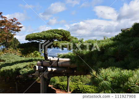 秋季 吉峰寺 湯龍之松 [天然紀念物] 111927908