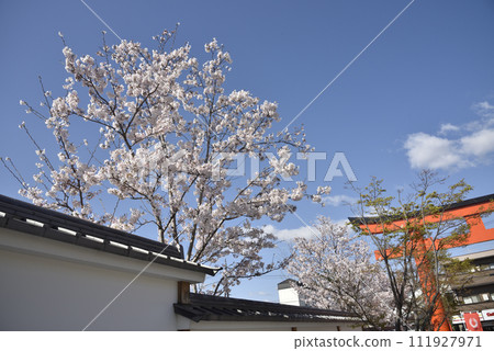 Spring Fushimi Inari cherry blossoms and torii gate Spring Fushimi Inari cherry blossoms and torii gate 111927971