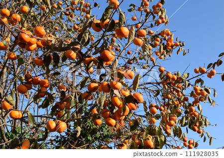 Ripe Shonai persimmon Ripe Shonai persimmon 111928035