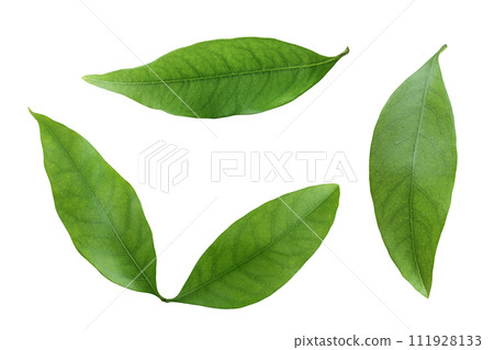 Green lychee leaf isolated on a white background 111928133