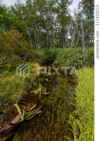 Flow of Ozegahara in early autumn 111928213