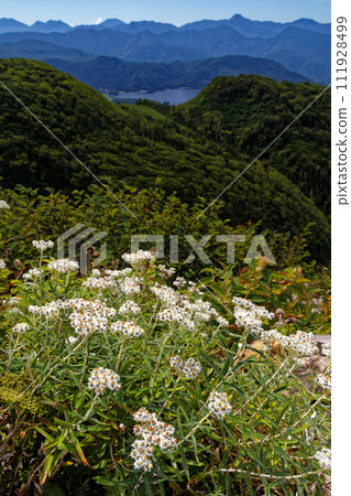 日誌岳、尾瀨沼、日光山脈的山霸花 111928499
