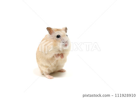 倉鼠布丁白色背景 111928910